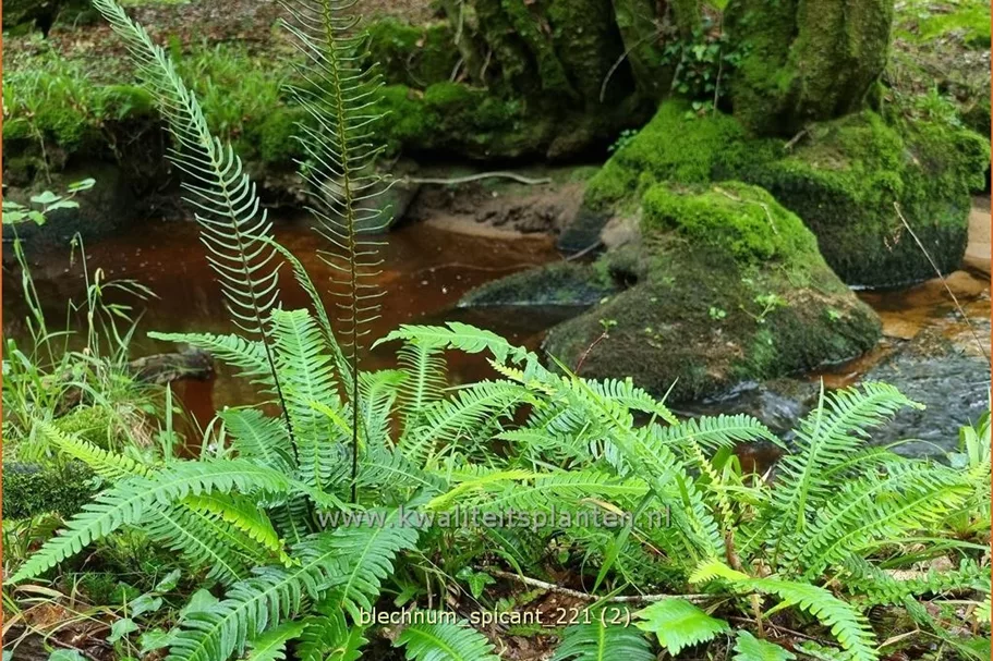 Blechnum spicant