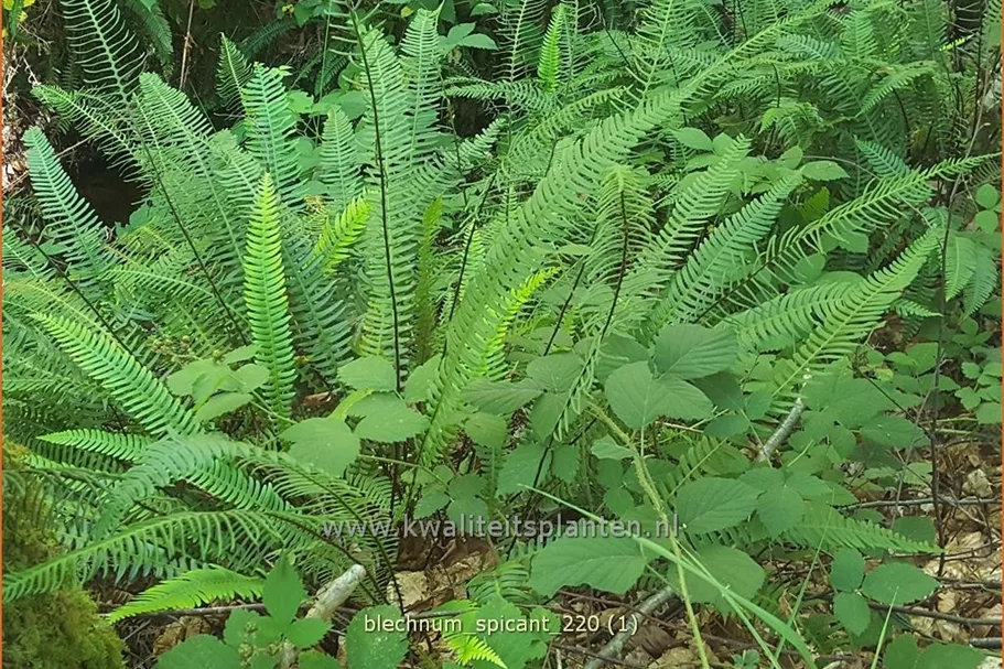 Blechnum spicant