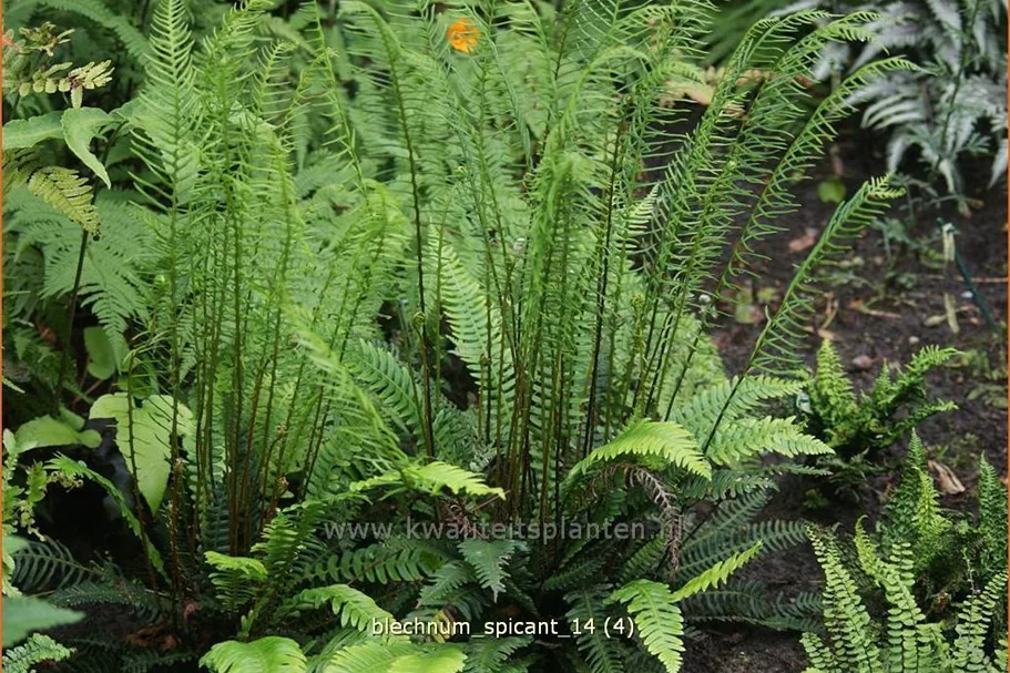 Blechnum spicant