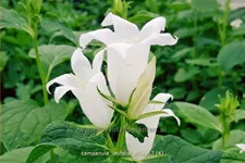 Campanula latifolia var. macrantha 'Alba'