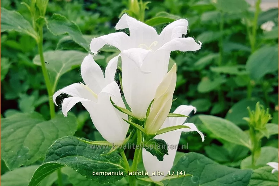 Campanula latifolia var. macrantha 'Alba'