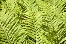 Blechnum spicant