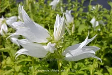 Campanula latifolia var. macrantha 'Alba'