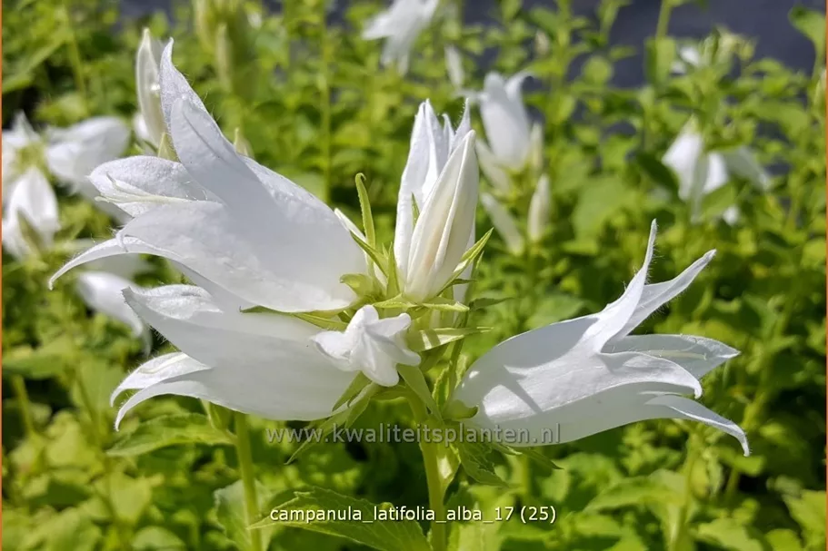 Campanula latifolia var. macrantha 'Alba'