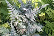 Athyrium niponicum var. pictum 'Silver Falls'