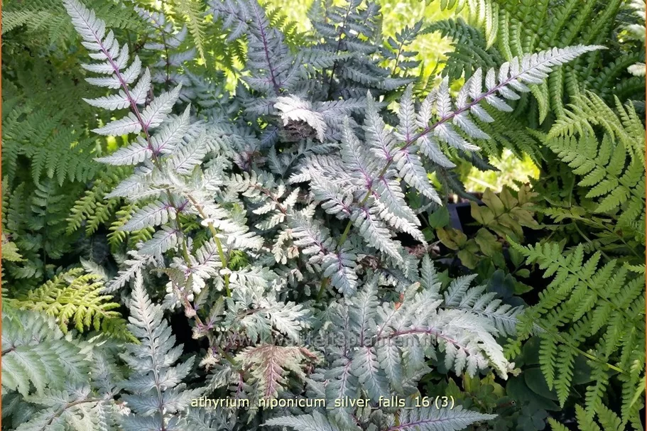 Athyrium niponicum var. pictum 'Silver Falls'
