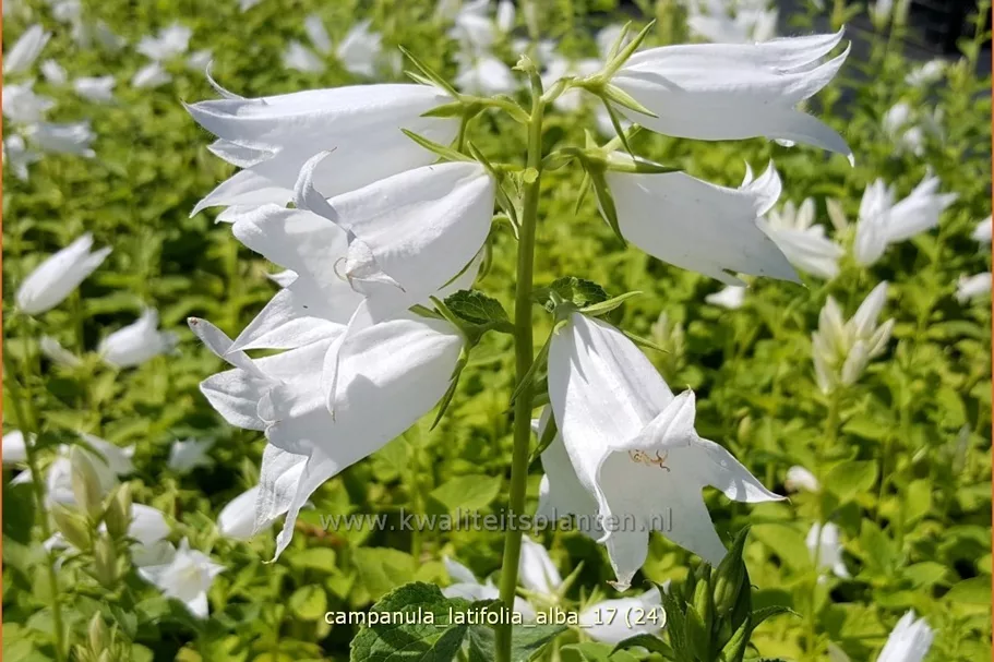 Campanula latifolia var. macrantha 'Alba'