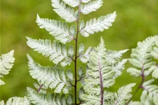 Athyrium niponicum var. pictum 'Silver Falls'