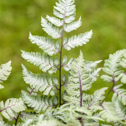 Athyrium niponicum var. pictum 'Silver Falls'