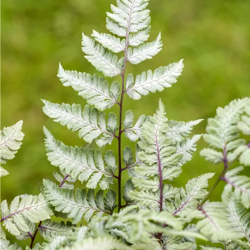 Athyrium niponicum var. pictum 'Silver Falls'