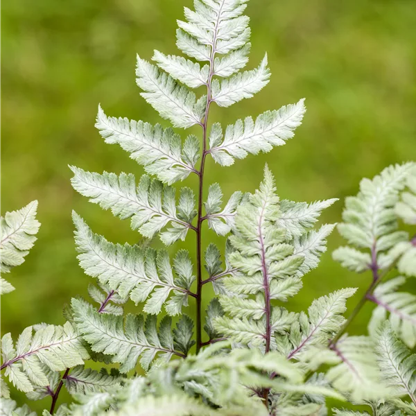 Athyrium niponicum var. pictum 'Silver Falls'
