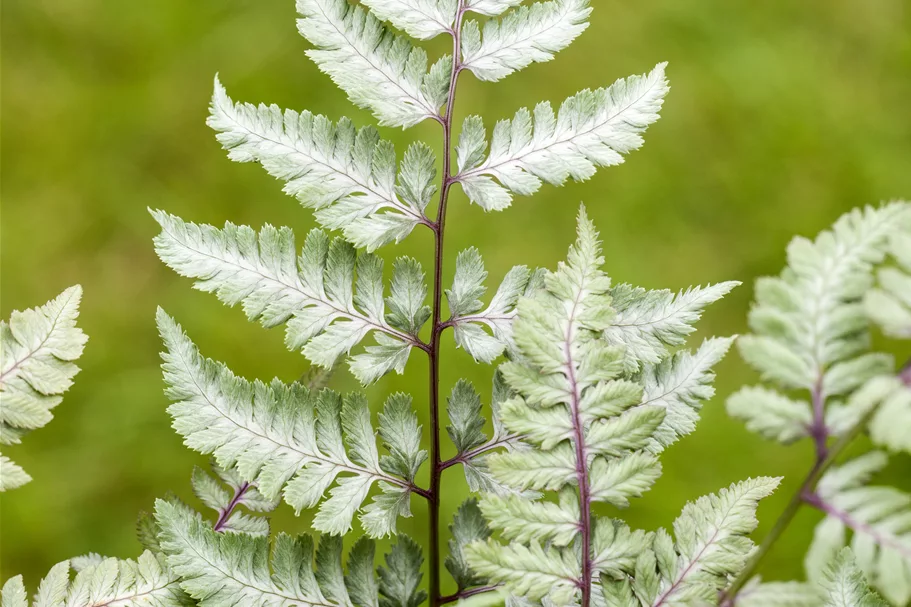 Athyrium niponicum var. pictum 'Silver Falls'