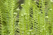 Blechnum spicant