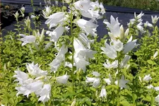 Campanula latifolia var. macrantha 'Alba'