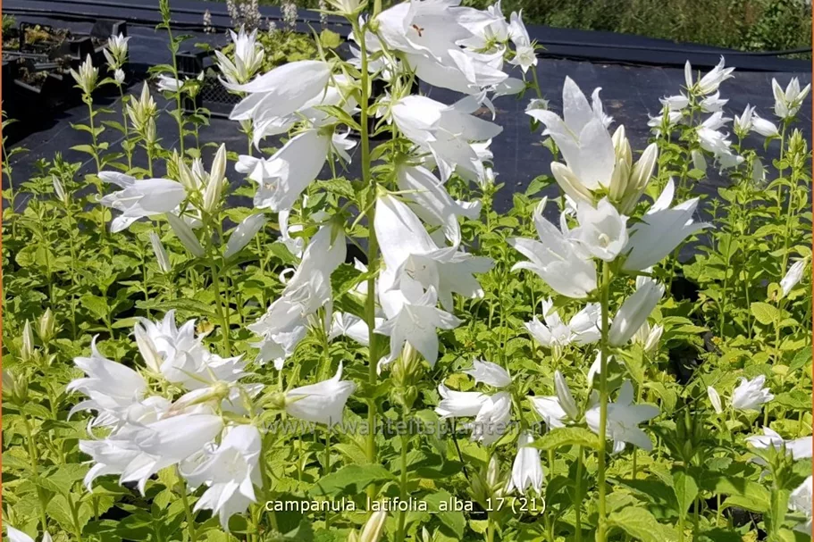 Campanula latifolia var. macrantha 'Alba'