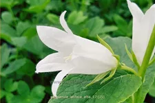 Campanula latifolia var. macrantha 'Alba'