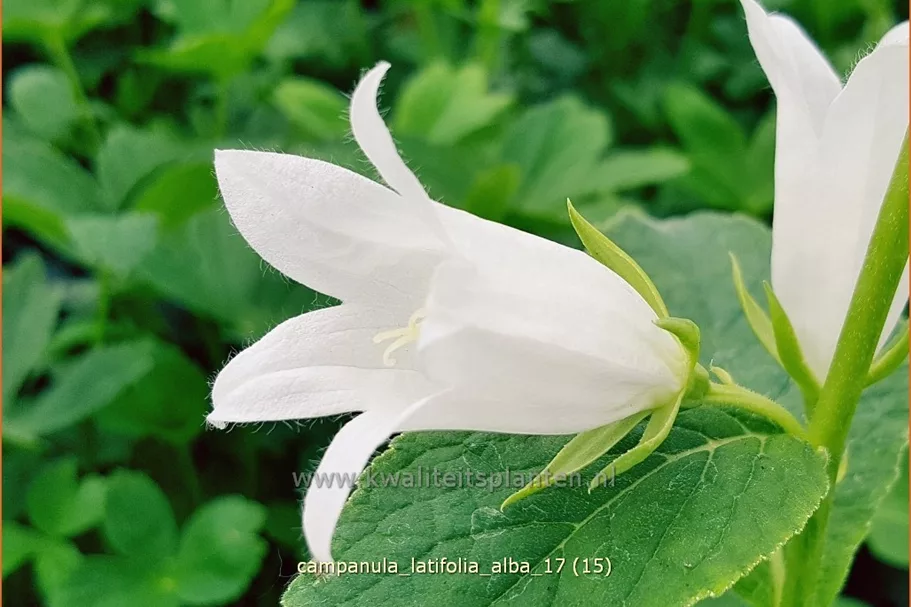 Campanula latifolia var. macrantha 'Alba'