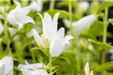 Campanula latifolia var. macrantha 'Alba'