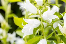 Campanula latifolia var. macrantha 'Alba'