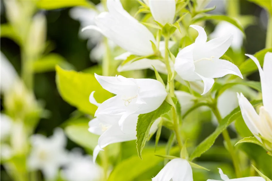 Campanula latifolia var. macrantha 'Alba'