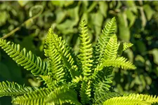 Blechnum spicant