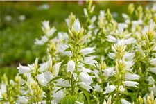 Campanula latifolia var. macrantha 'Alba'