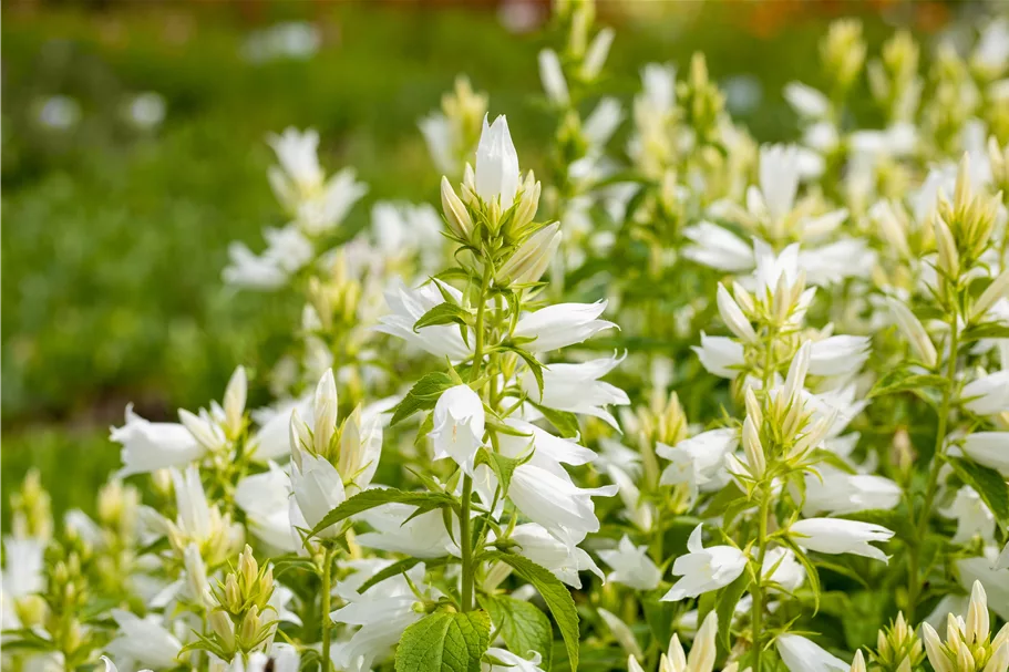 Campanula latifolia var. macrantha 'Alba'