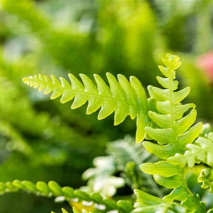 Blechnum spicant