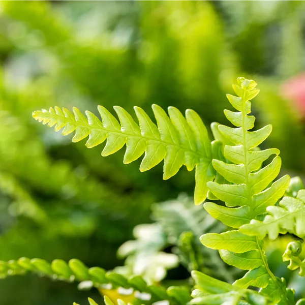 Blechnum spicant