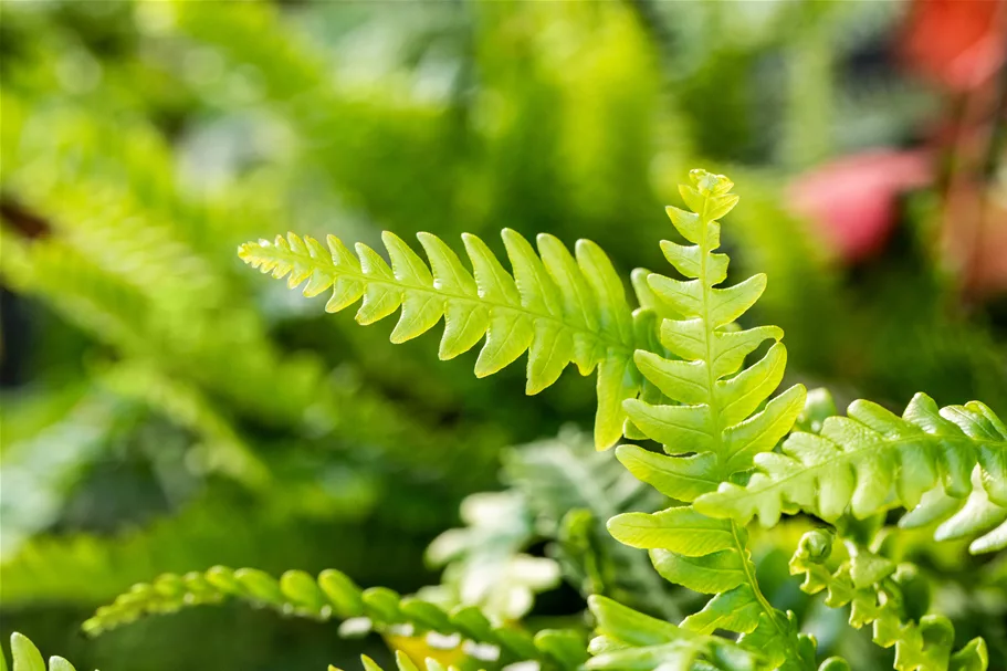 Blechnum spicant