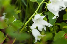 Campanula latifolia var. macrantha 'Alba'