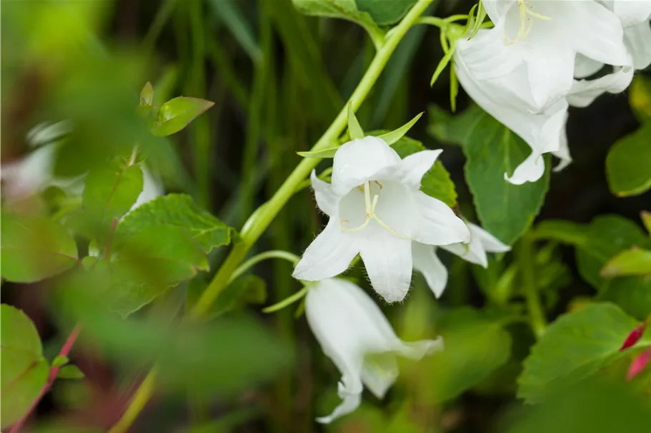 Campanula latifolia var. macrantha 'Alba'