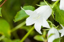 Campanula latifolia var. macrantha 'Alba'