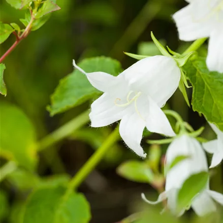 Campanula latifolia var. macrantha 'Alba'