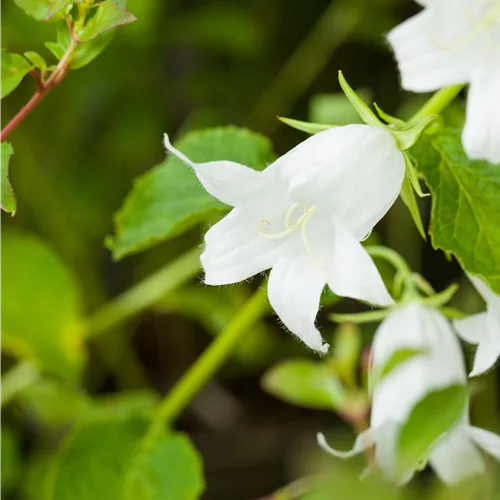 Campanula latifolia var. macrantha 'Alba'