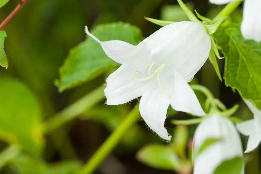 Campanula latifolia var. macrantha 'Alba'