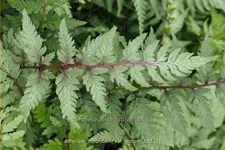 Athyrium niponicum var. pictum
