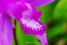 Bletilla striata