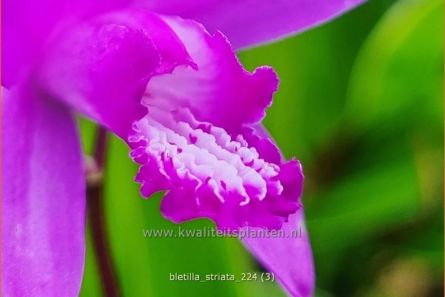 Bletilla striata