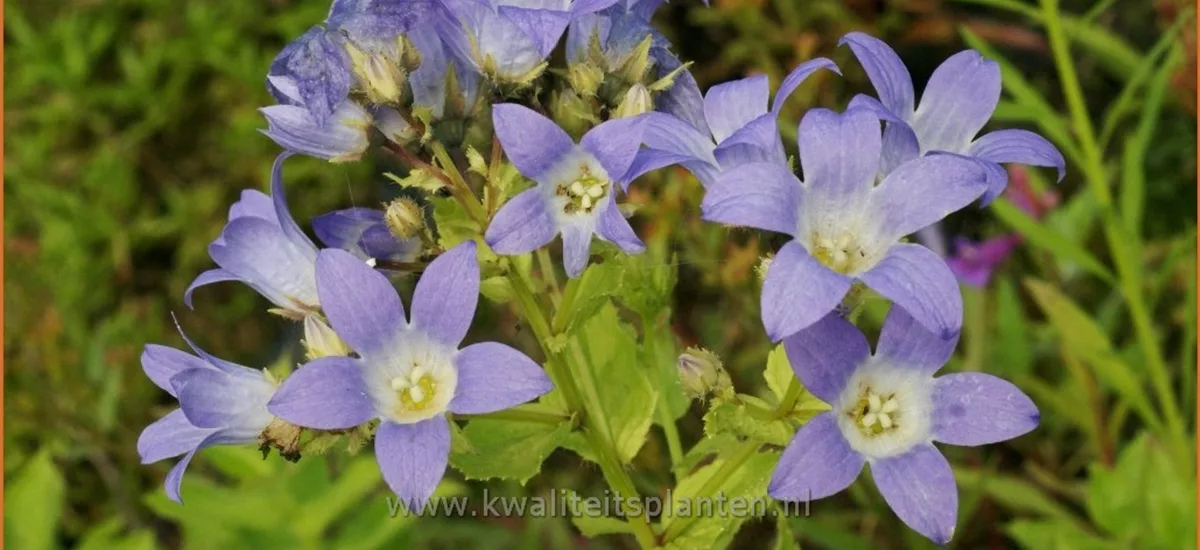 Campanula latifolia 'Gloaming'