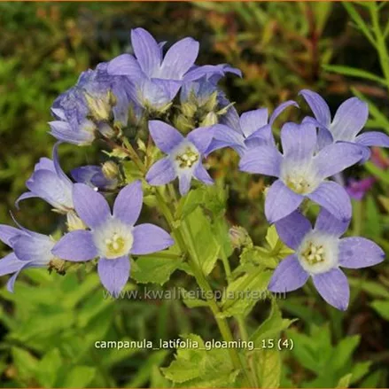 Campanula latifolia 'Gloaming'