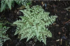 Athyrium niponicum var. pictum