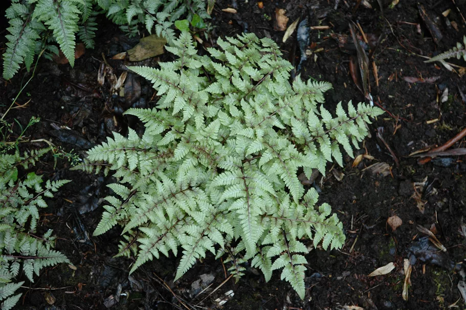 Athyrium niponicum var. pictum
