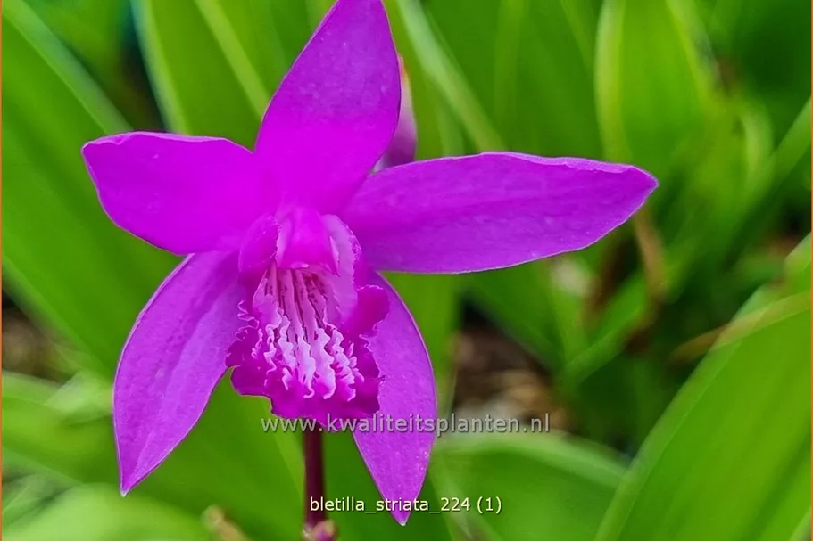 Bletilla striata