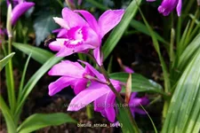 Bletilla striata