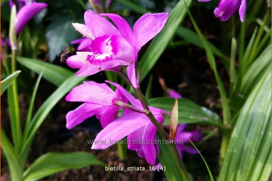 Bletilla striata