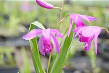 Bletilla striata