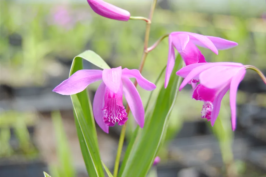 Bletilla striata