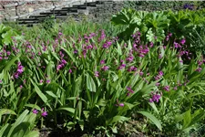 Bletilla striata