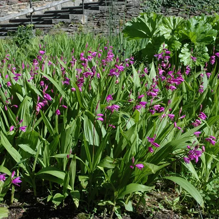 Bletilla striata